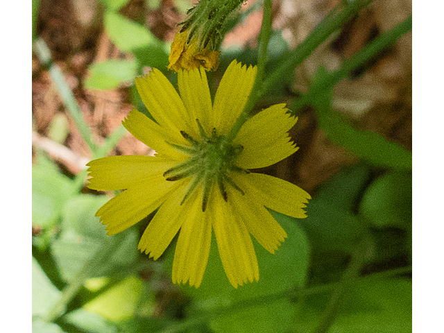 Hieracium venosum (Rattlesnakeweed) #48979