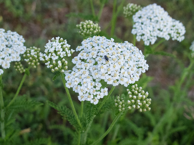 Achillea millefolium (Common yarrow) #48997