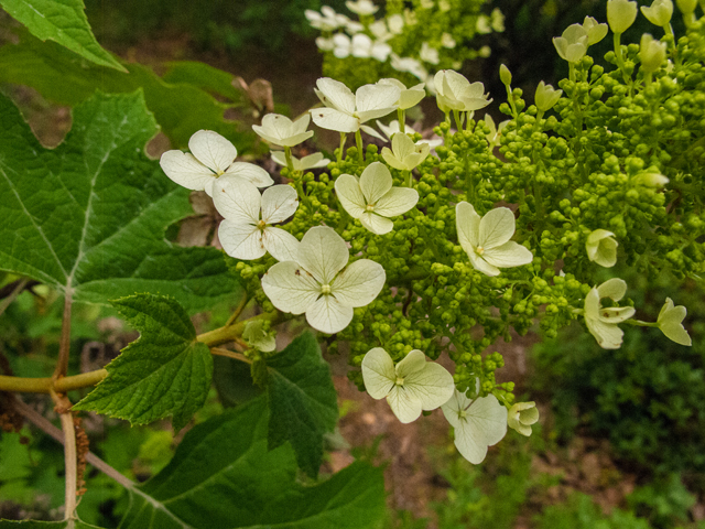 Hydrangea quercifolia (Oakleaf hydrangea) #49015