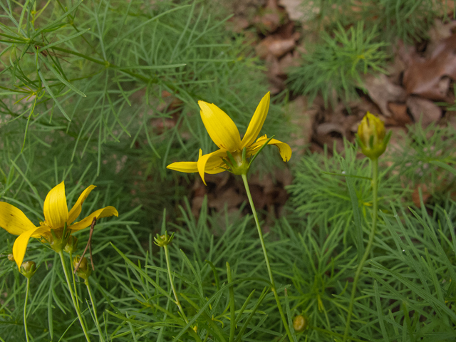 Coreopsis verticillata (Threadleaf coreopsis) #49017