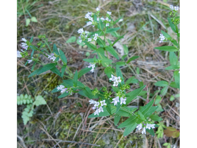 Houstonia longifolia (Longleaf summer bluet) #49020