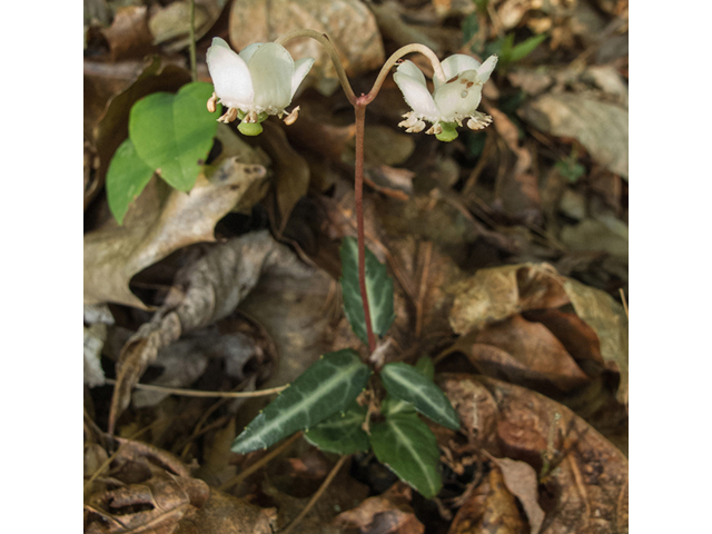 Chimaphila maculata (Striped prince's pine) #49022