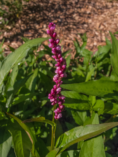 Polygonum pensylvanicum (Pennsylvania smartweed) #49034