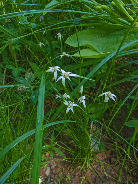 Rhynchospora colorata (Whitetop sedge) #49037