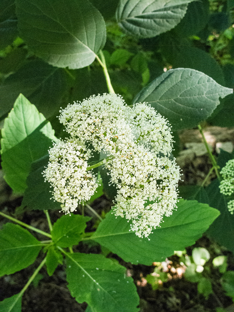 Hydrangea arborescens (Smooth hydrangea) #49038