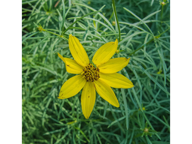 Coreopsis verticillata (Threadleaf coreopsis) #49048