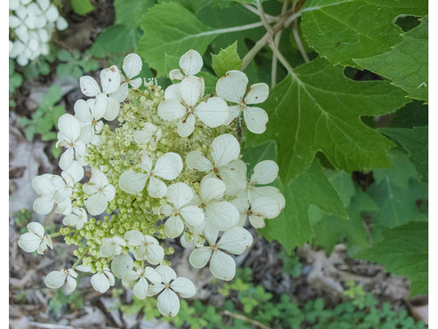 Hydrangea quercifolia (Oakleaf hydrangea) #49051