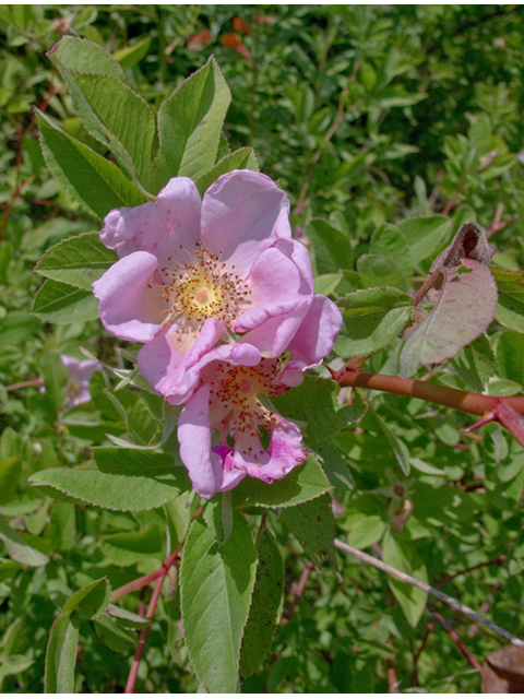 Rosa carolina (Carolina rose) #49067