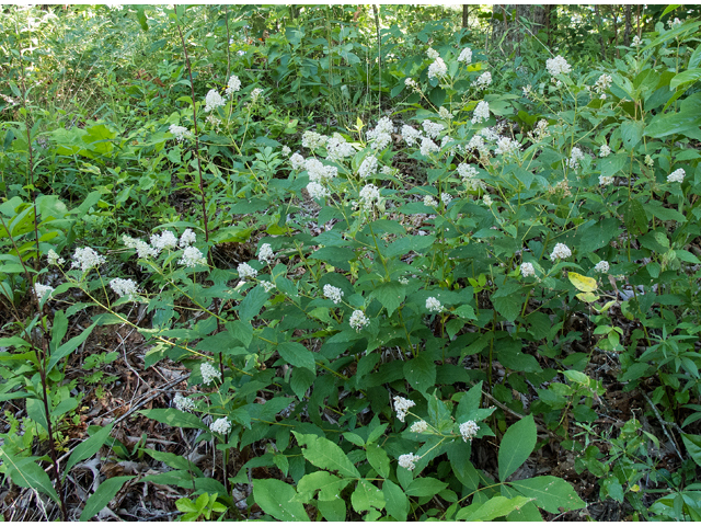 Ceanothus americanus (New jersey tea) #49073