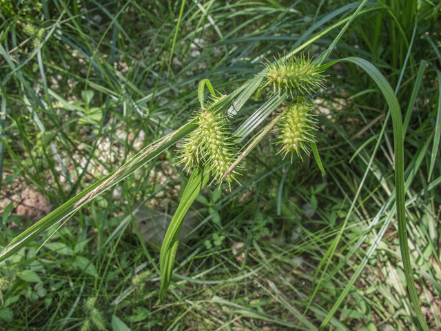 Carex baileyi (Bailey's sedge) #49089