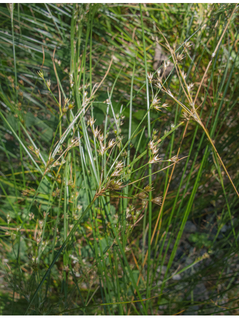 Juncus effusus (Common rush) #49090