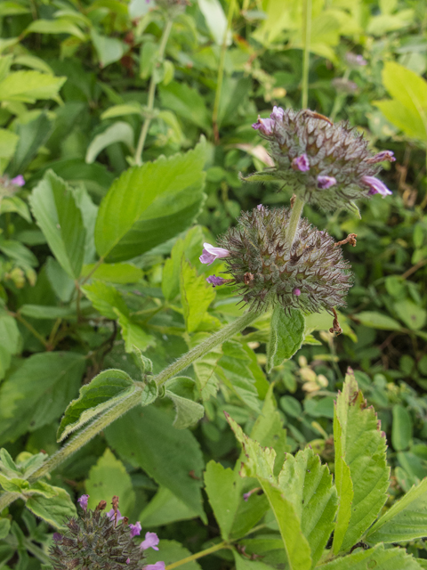 Blephilia ciliata (Downy pagoda-plant) #49096