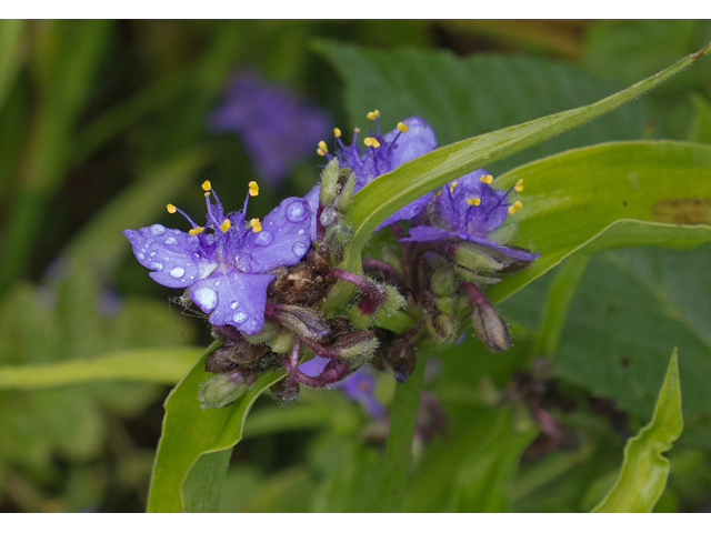 Tradescantia subaspera (Zigzag spiderwort) #49104