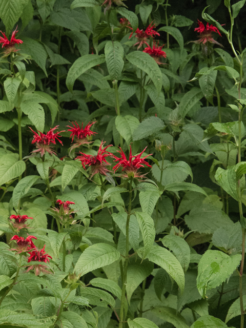 Monarda didyma (Scarlet beebalm) #49115