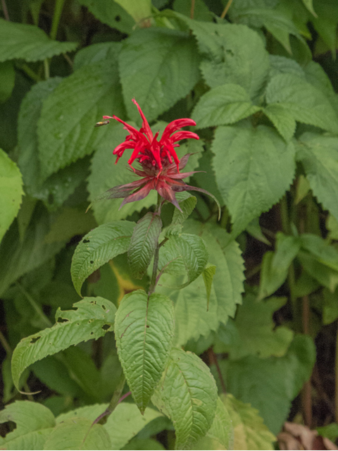 Monarda didyma (Scarlet beebalm) #49116