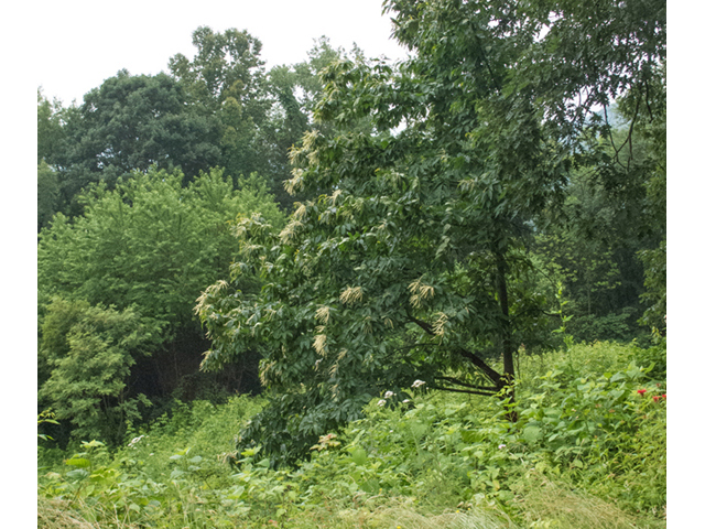 Oxydendrum arboreum (Sourwood) #49123