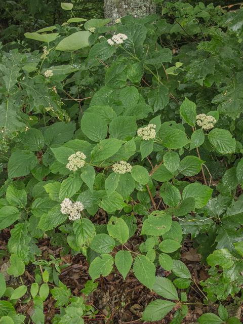 Hydrangea arborescens (Smooth hydrangea) #49141