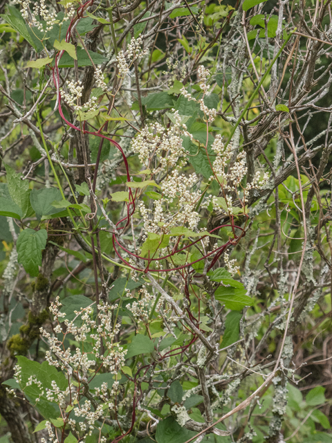 Polygonum cilinode (Fringed black bindweed) #49144