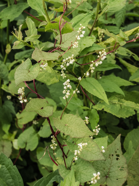 Polygonum cilinode (Fringed black bindweed) #49145