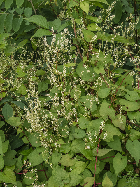 Polygonum cilinode (Fringed black bindweed) #49146