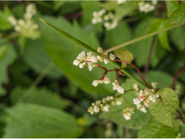 Polygonum cilinode (Fringed black bindweed) #49147