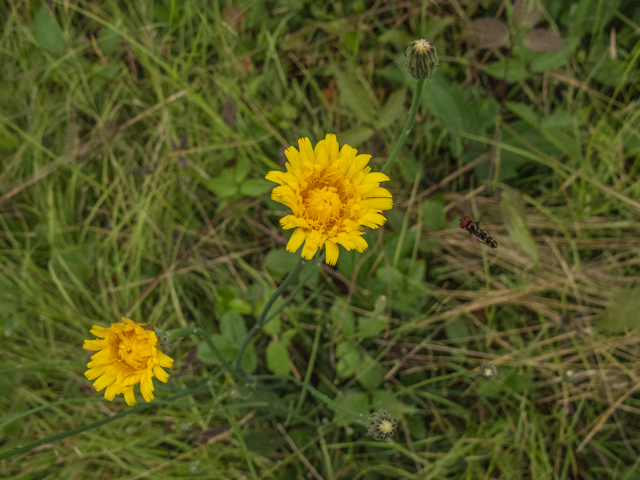 Hieracium venosum (Rattlesnakeweed) #49159