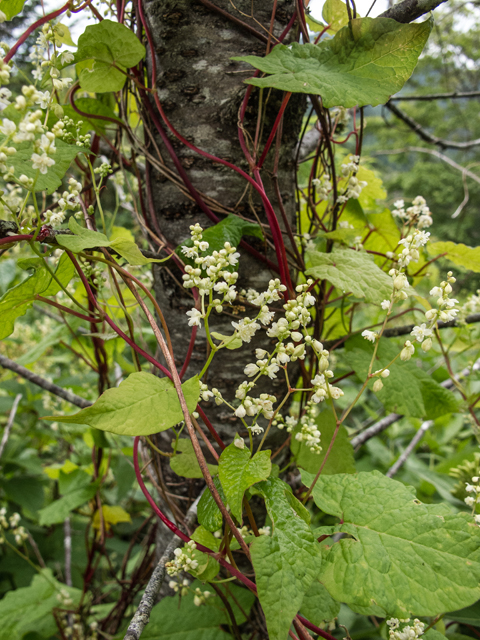 Polygonum cilinode (Fringed black bindweed) #49174