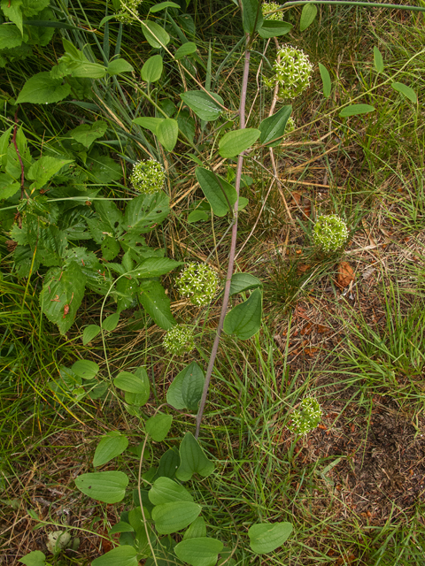 Smilax herbacea (Smooth carrionflower) #49182