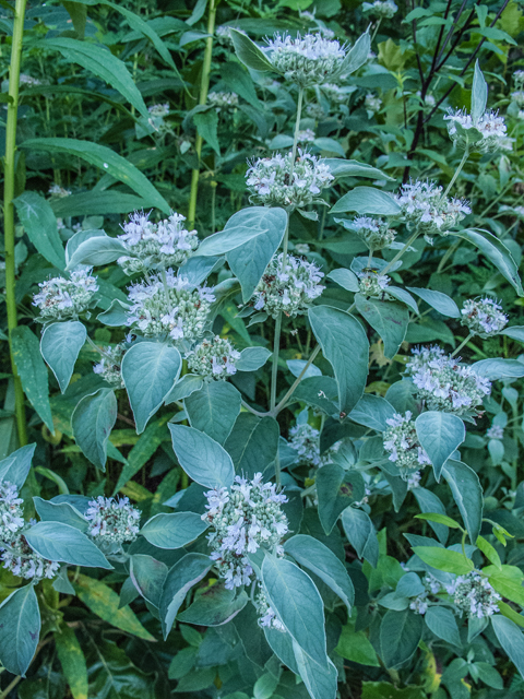 Pycnanthemum incanum (Hoary mountain mint) #49196