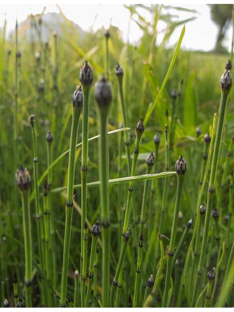 Equisetum laevigatum (Smooth horsetail) #49215