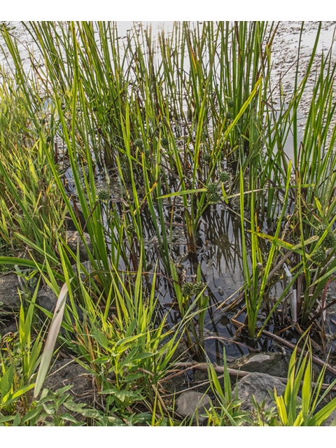 Carex grayi (Gray's sedge) #49221