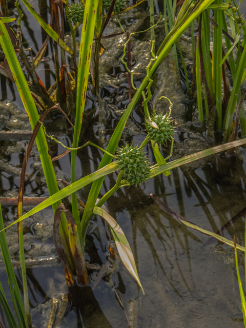 Carex grayi (Gray's sedge) #49222