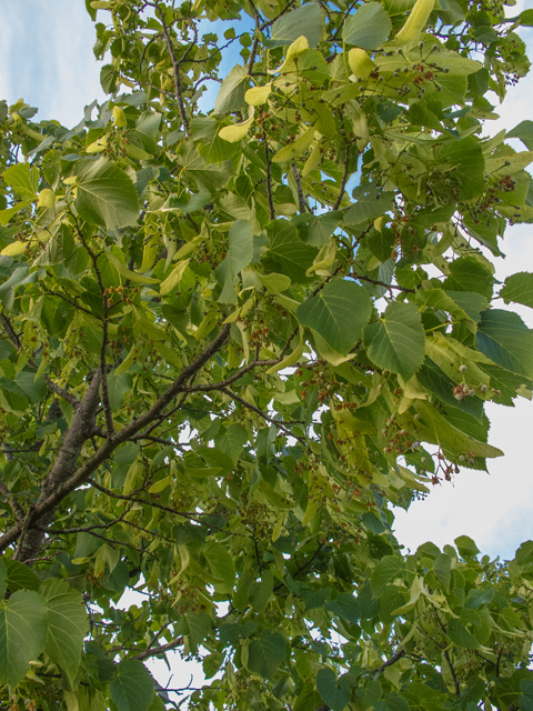 Tilia americana (American basswood) #49225