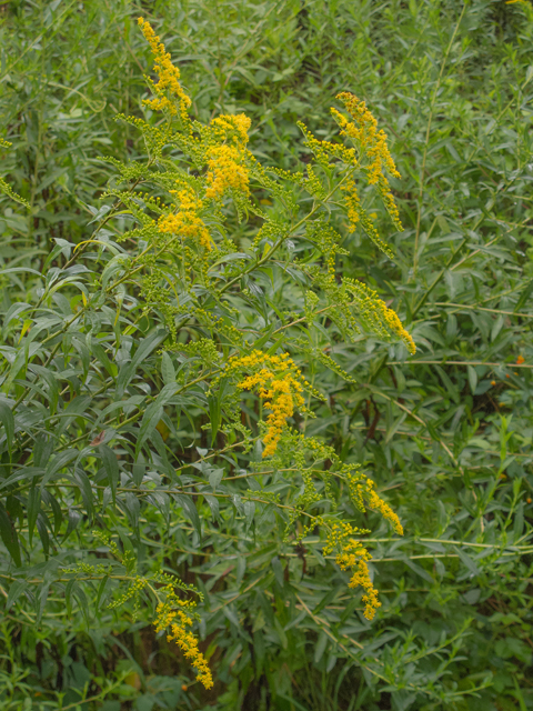 Solidago gigantea (Giant goldenrod) #49510