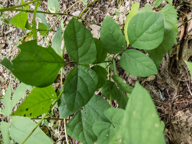 Desmodium nudiflorum (Nakedflower ticktrefoil) #49557