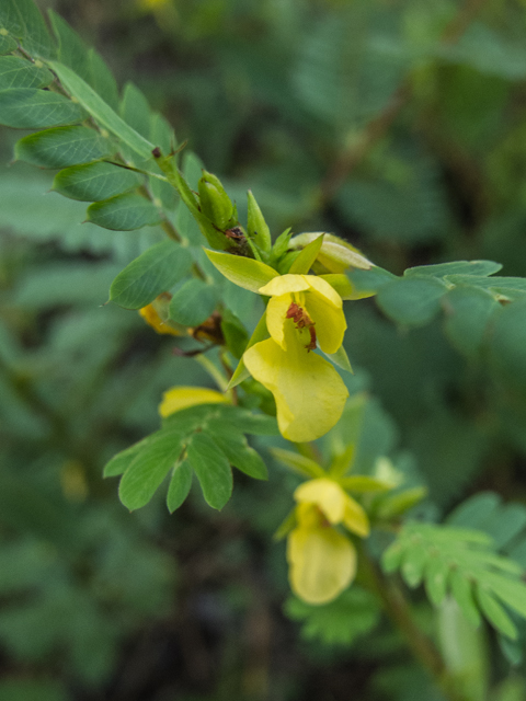 Chamaecrista nictitans ssp. nictitans (Sensitive partridge pea) #49564