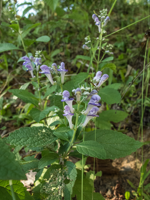 Scutellaria incana (Hoary skullcap) #49571