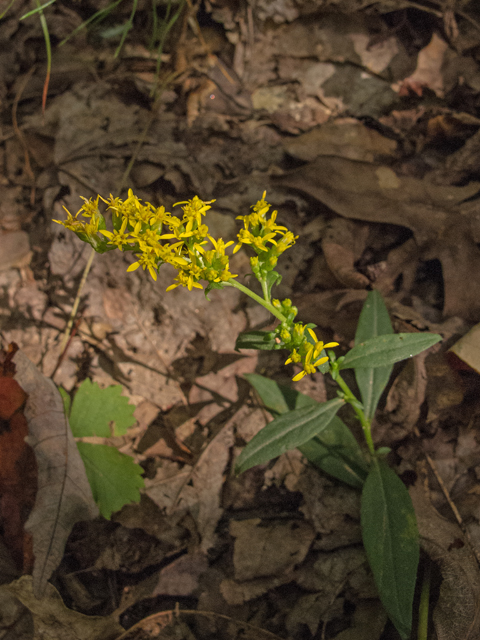 Solidago erecta (Showy goldenrod) #49572