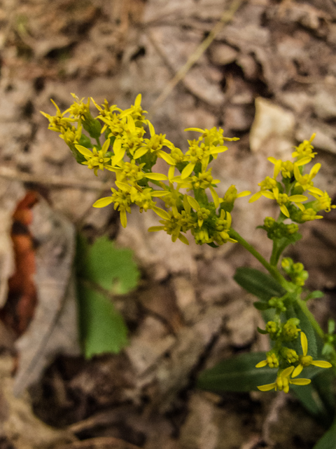 Solidago erecta (Showy goldenrod) #49573