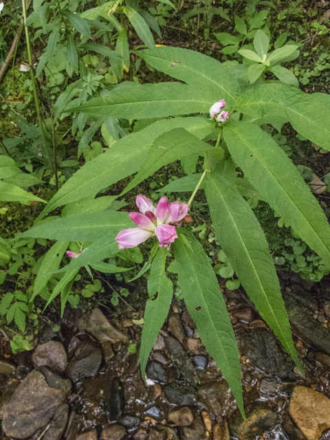 Gentiana clausa (Bottle gentian) #49581