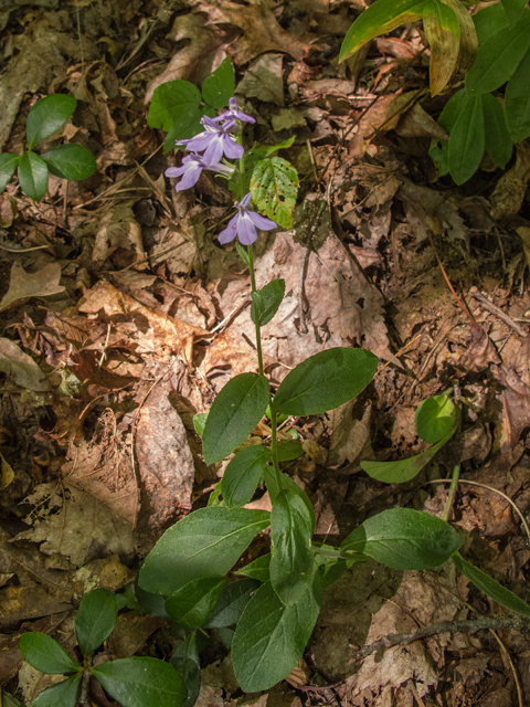 Lobelia puberula (Downy lobelia) #49593