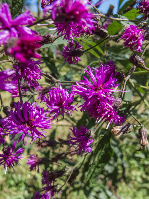 Vernonia noveboracensis (New york ironweed) #49620