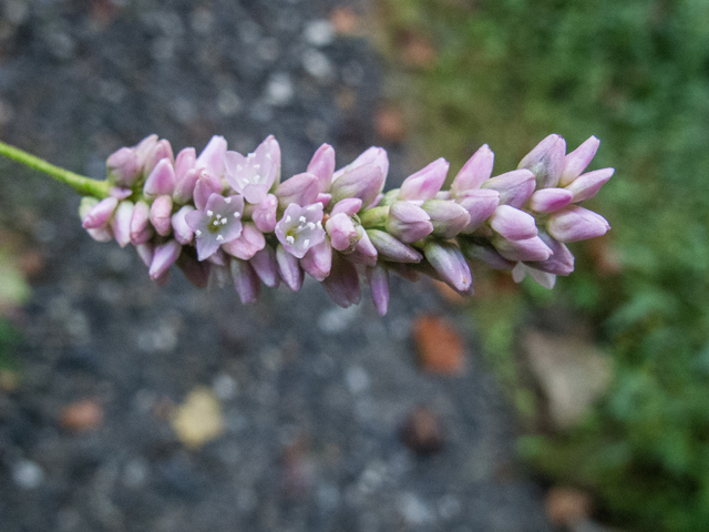 Polygonum pensylvanicum (Pennsylvania smartweed) #49625