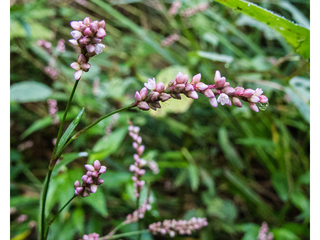 Polygonum pensylvanicum (Pennsylvania smartweed) #49626