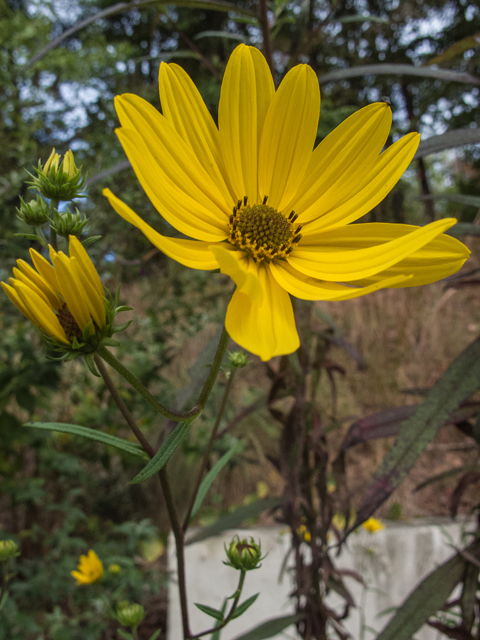 Helianthus angustifolius (Swamp sunflower) #49644