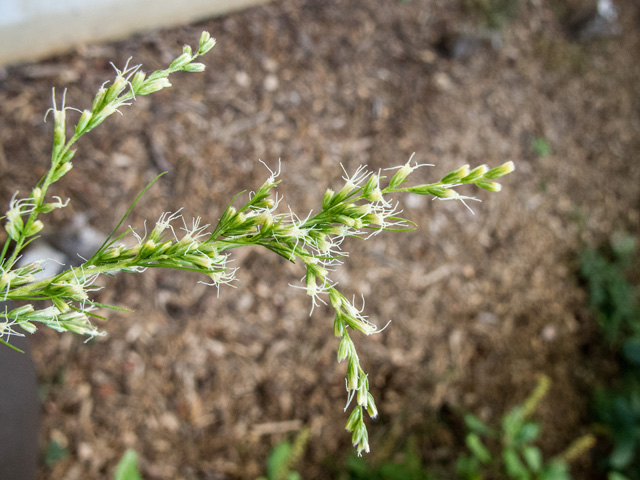 Eupatorium capillifolium (Dogfennel) #49652