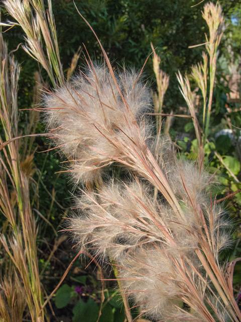 Andropogon glomeratus (Bushy bluestem) #49666