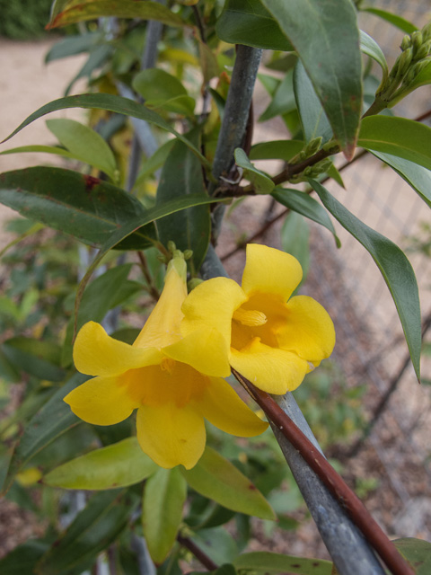 Gelsemium sempervirens (Carolina jessamine) #49682