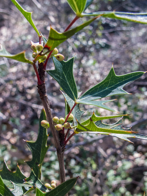 Mahonia trifoliolata (Agarita) #49686