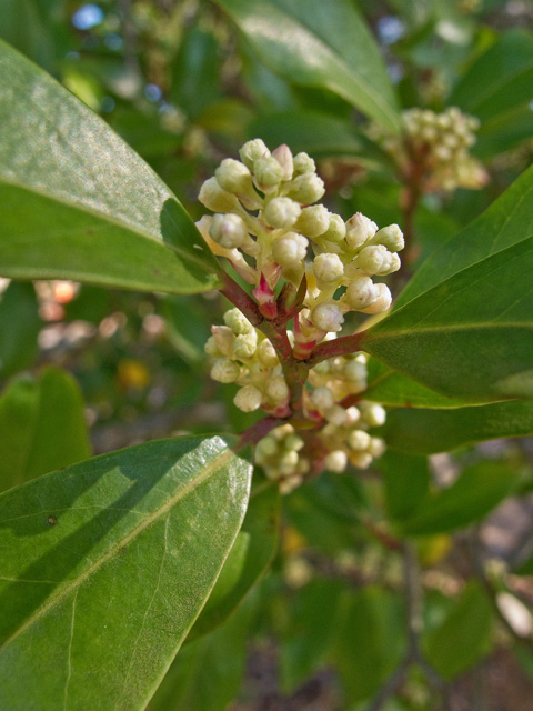 Prunus caroliniana (Carolina cherry-laurel) #49711